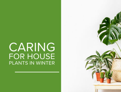 Caring For House Plants In Winter