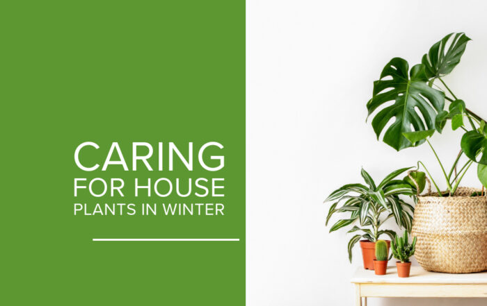 Caring For House Plants In Winter